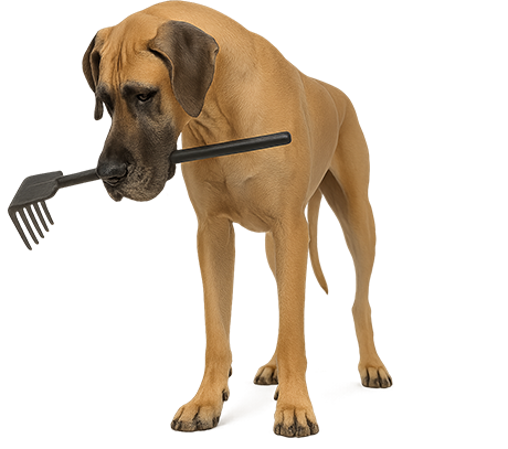 Great Dane