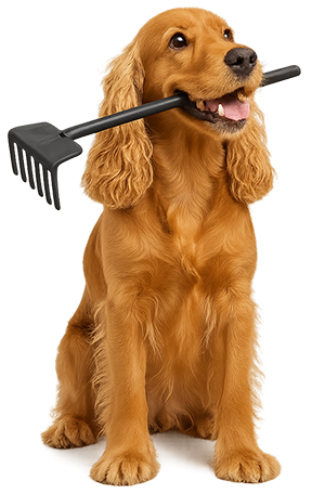 Cocker Spaniel