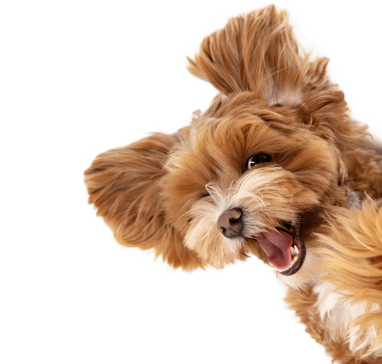 Pet Care Service